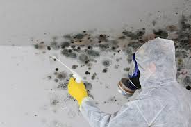 Professional Mold Prevention & Removal  in Thompsonville, PA